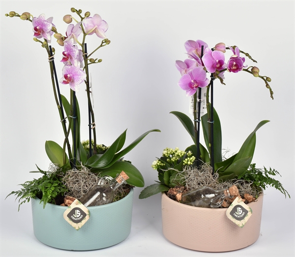 <h4>Arr. Phalaenopsis H%</h4>
