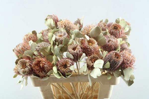 <h4>Droog Banksia (996)</h4>