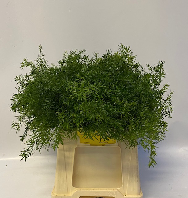 <h4>Leaf asparagus dens cwebe</h4>
