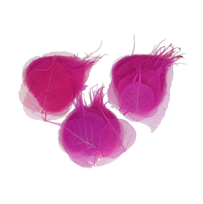 <h4>Droogdeco Skeletonleaf x200</h4>
