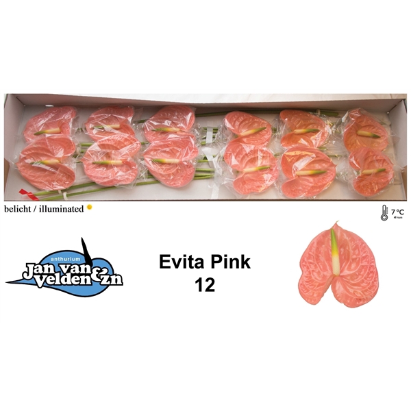 <h4>Evita Pink 12</h4>