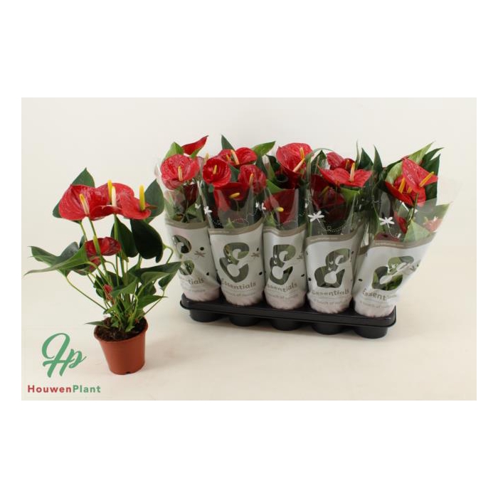 <h4>Anthurium Succes Red 12Ø 45cm 5fl</h4>