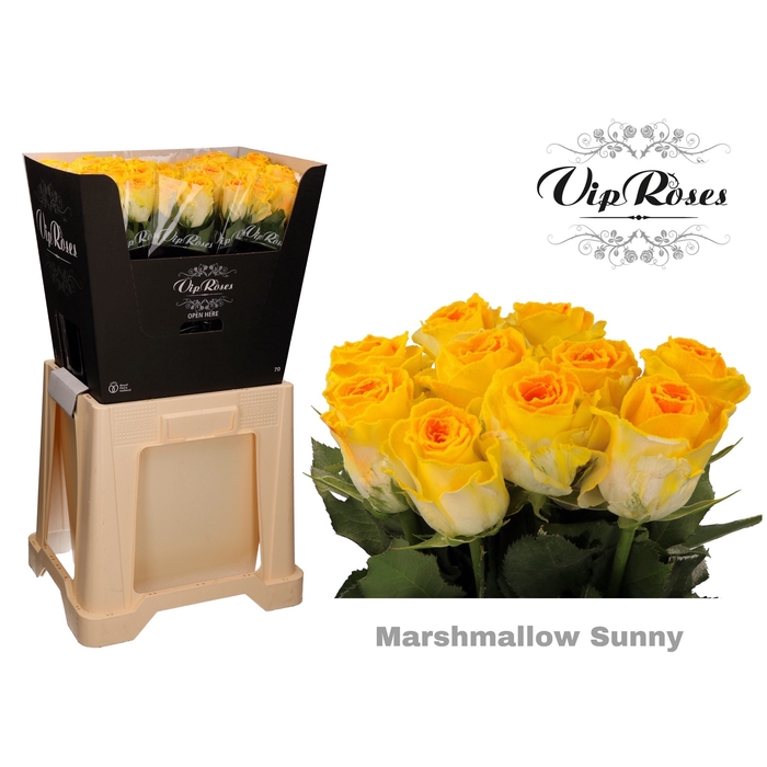 Vip Roses Webshop