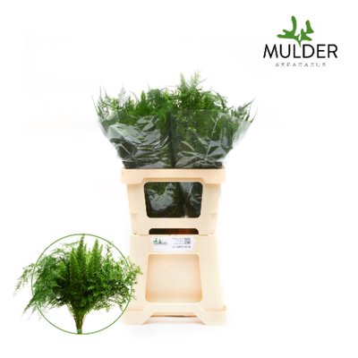 <h4>Leaf asparagus mixbunch</h4>