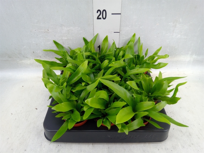 <h4>Asplenium Antiquum</h4>