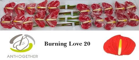 <h4>Anthurium love burning</h4>