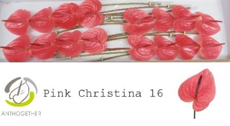 <h4>Anth A Pink Christina 16</h4>