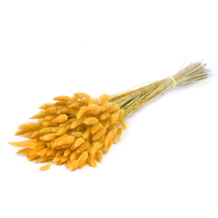 <h4>Lagurus ovatus sb yellow</h4>