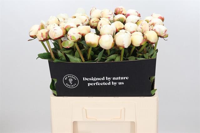 <h4>Paeonia snow mountain</h4>