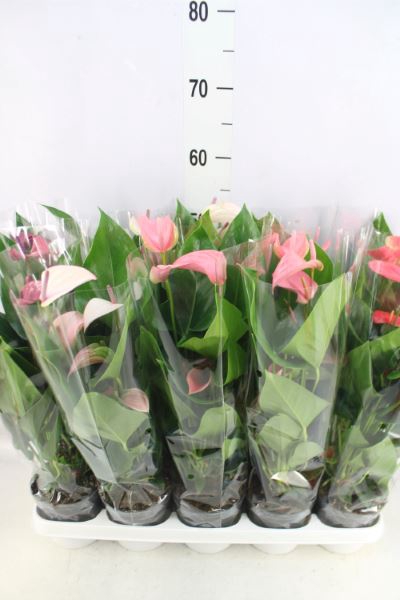 <h4>Anthurium   ...mix</h4>