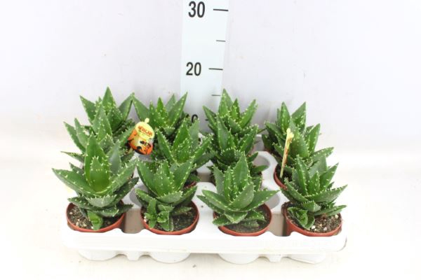 <h4>Aloe Perfoliata</h4>
