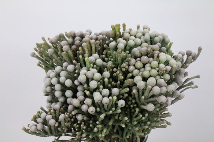 <h4>Cape green silver brunia</h4>