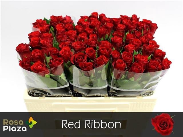 <h4>R GR RED RIBBON</h4>