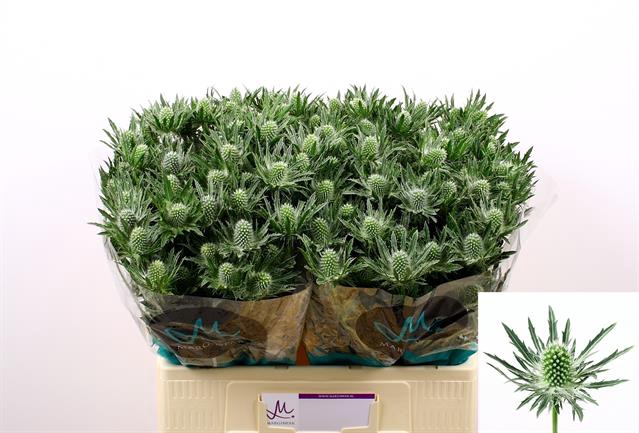 <h4>Eryngium sirius questar</h4>