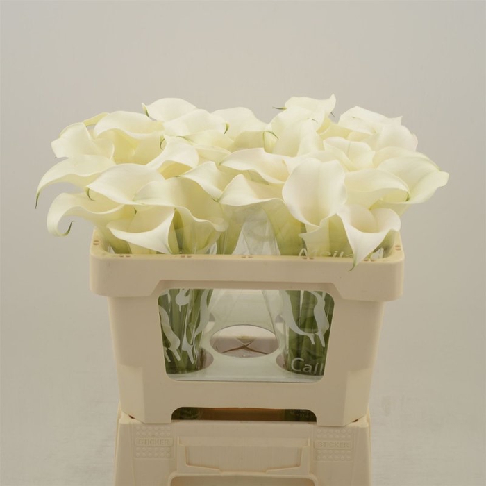 <h4>Zantedeschia captain ventura</h4>