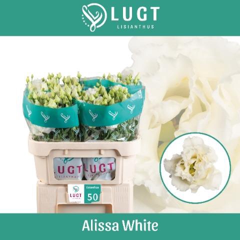 <h4>EUS G ALISSA WHITE</h4>