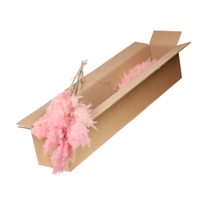 <h4>Cortaderia plum 100cm medium 5pc SB pink misty</h4>