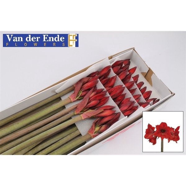 <h4>Hippeastrum mini rapido</h4>
