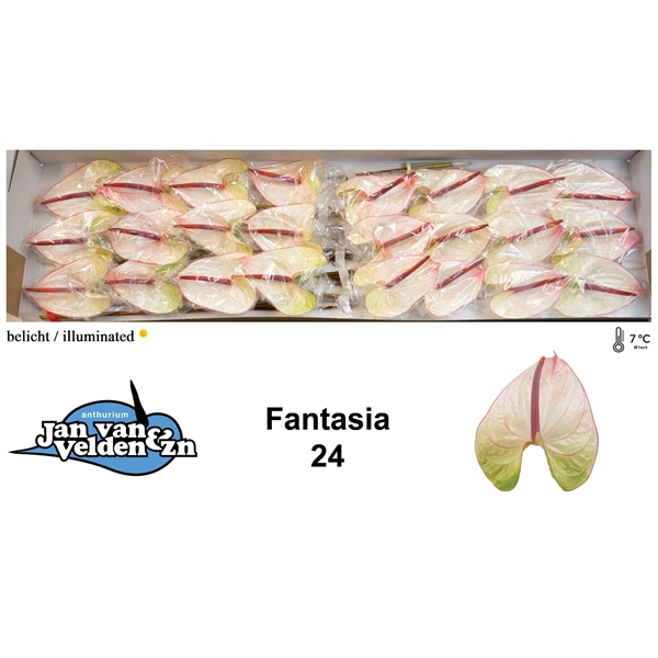 <h4>Fantasia 40</h4>