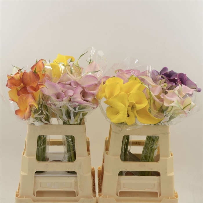 <h4>Zantedeschia mix</h4>