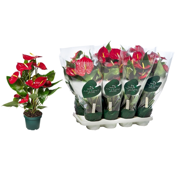<h4>Anthurium Nevada 14cm</h4>