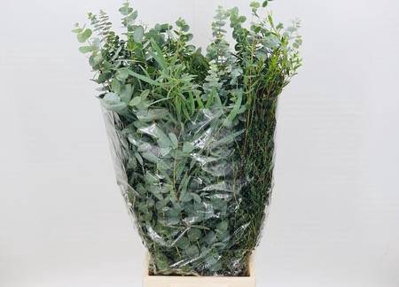 <h4>Leaf eucalyptus mix per bunch</h4>