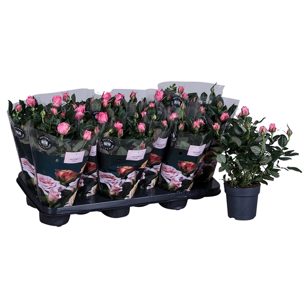 <h4>Nolina Roses Ø 10.5 cm Light Pink st. 0-1</h4>
