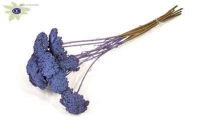 <h4>Achillea per stem frosted purple</h4>