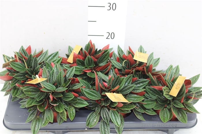 <h4>Peperomia Rosso</h4>