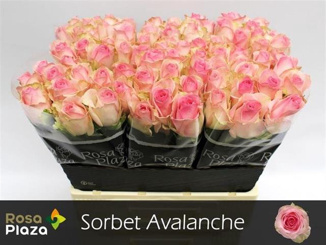 <h4>R GR AVALANCHE SORB+</h4>