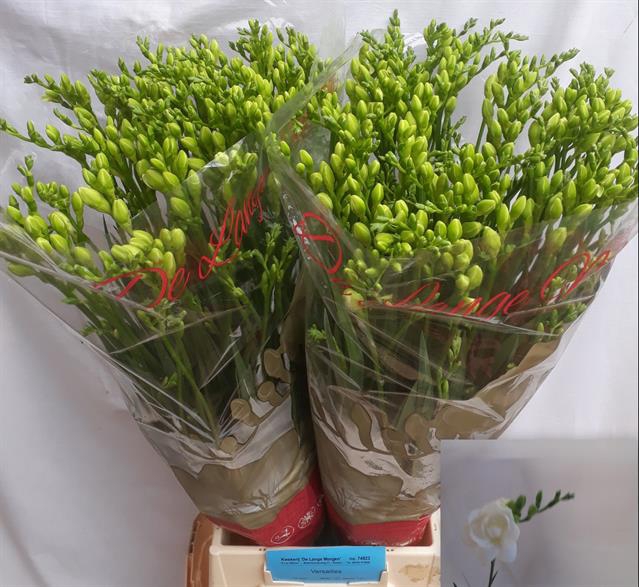 <h4>Freesia do versailles</h4>