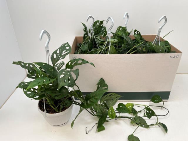 <h4>MONSTERA ADANSONII</h4>