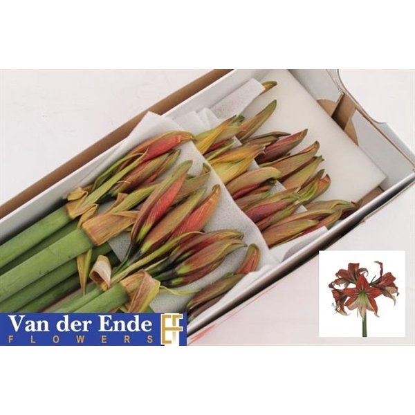 <h4>Hippeastrum happy valley</h4>
