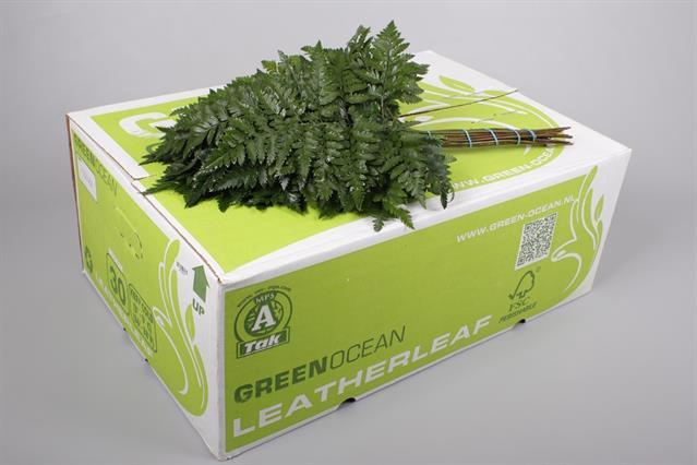 <h4>Leaf leather fern middel Green Ocean (arachniodes)</h4>