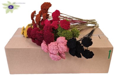 <h4>Achillea per stem mixed colours hot</h4>