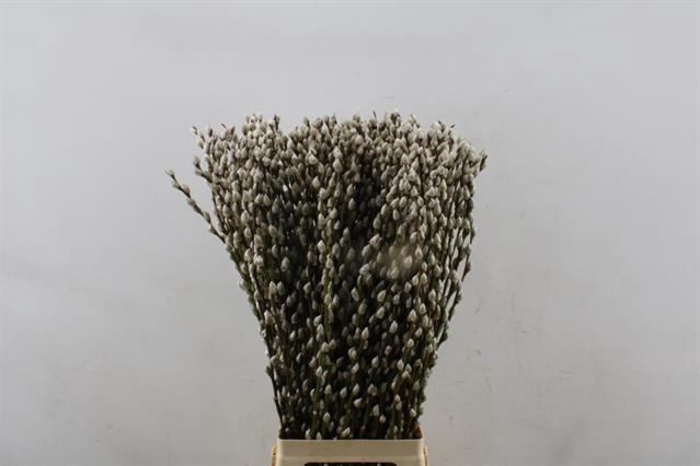 <h4>Salix snow flake</h4>
