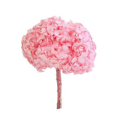 <h4>Hydrangea / Hortensia Rose Pastel HRT/0430</h4>