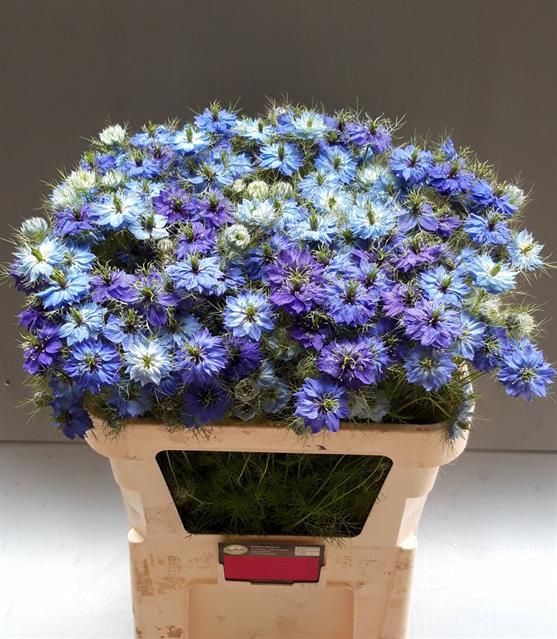 <h4>Nigella power blue 2</h4>