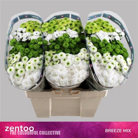 <h4>Chr S Gem Breeze Mix</h4>