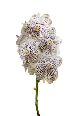 <h4>Vanda</h4>