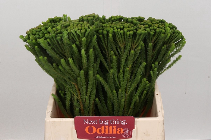 <h4>Cape green ayoba albiflora</h4>