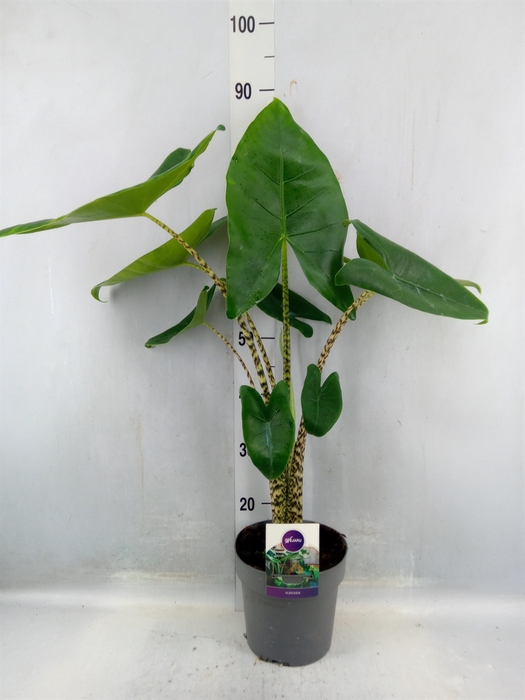 <h4>Alocasia Zebrina</h4>