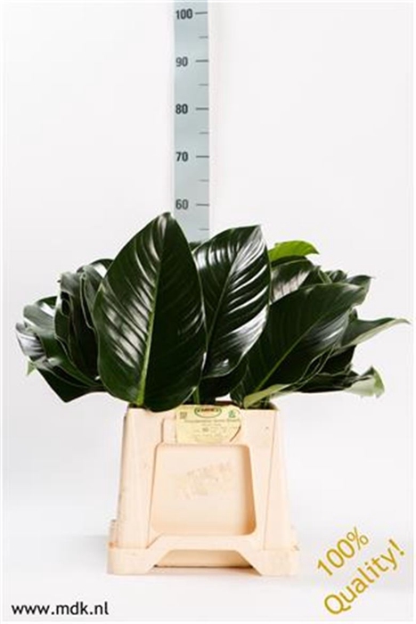 <h4>Leaf philodendron green beauty</h4>