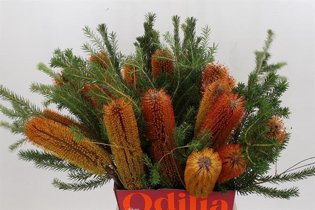 <h4>Banksia ericifolia</h4>