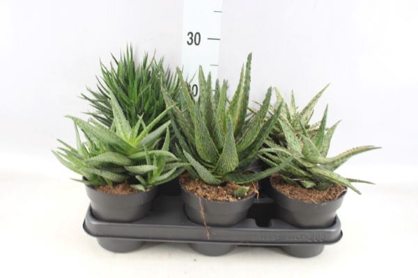 <h4>Aloe   ...</h4>