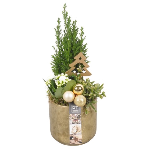 <h4>PTCHG5153 Arrangementen Kerst</h4>