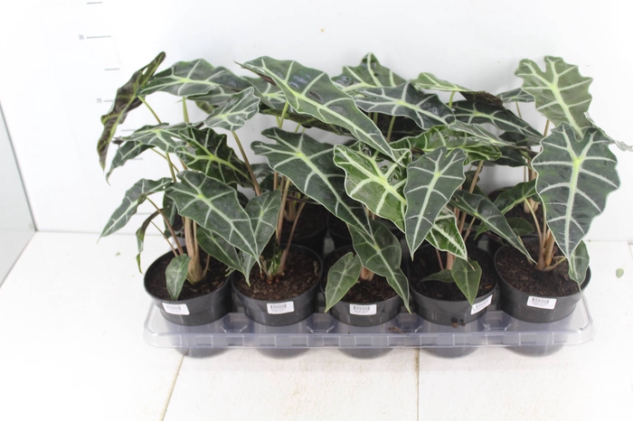 <h4>ALOCASIA POLLY P12</h4>