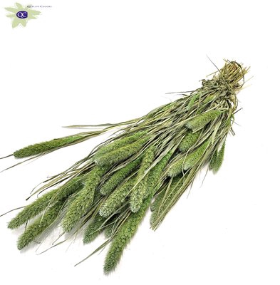 <h4>Setaria per bunch frosted mint green</h4>