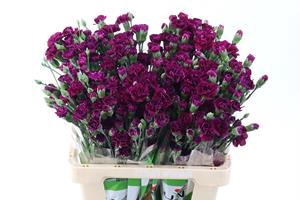 <h4>Dianthus sp epsilon</h4>