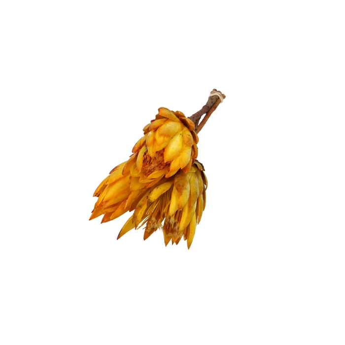 <h4>All Saints Repens 30-35cm x3</h4>
